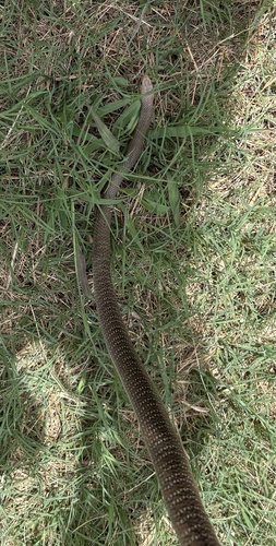 Eastern Brown Snake sighting
