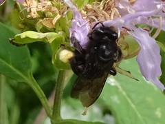 Melissodes bimaculatus