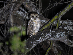 Mottled Owl photo 2