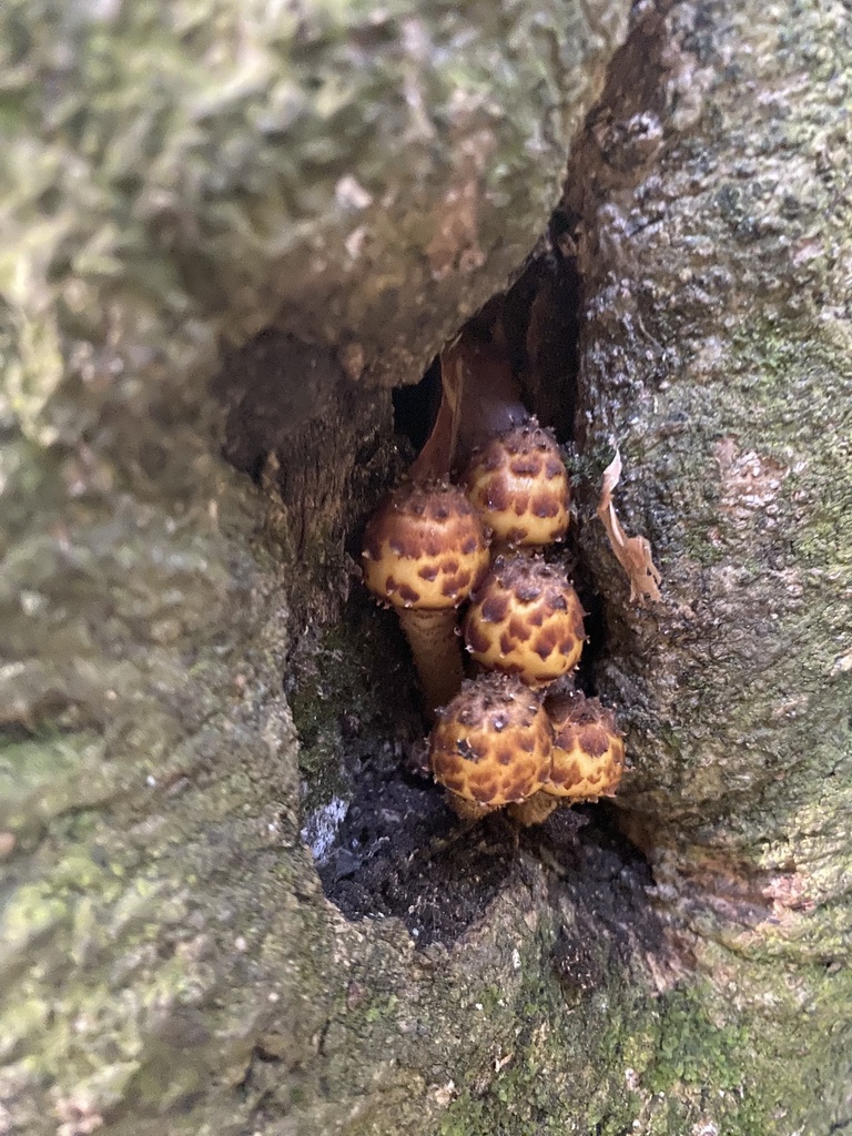 Pholiota glutinosa · February 2025 · photo: © acs123 (iNaturalist, cc0)
