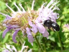 Melissodes bimaculatus