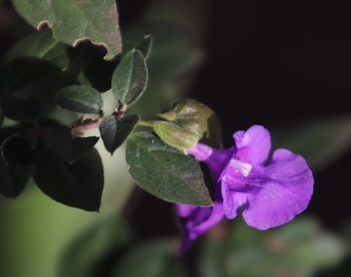 Tinnea barbata, photograph 3