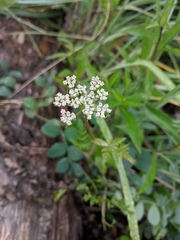 Conioselinum gmelinii