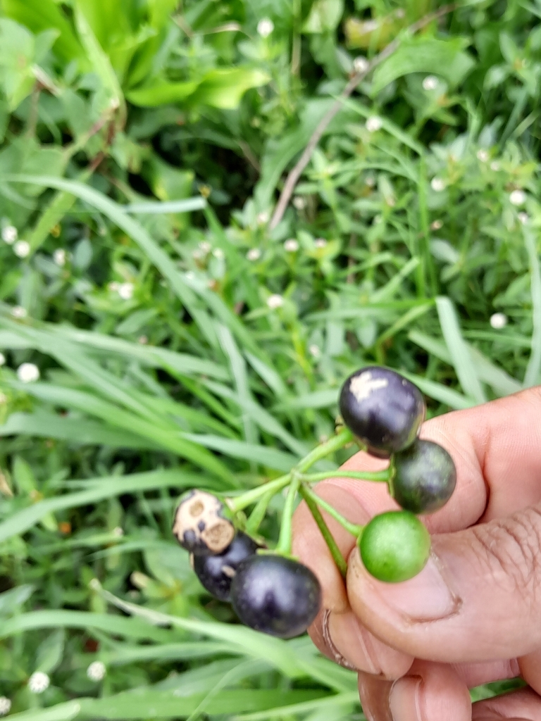 Foto de Maria-pretinha