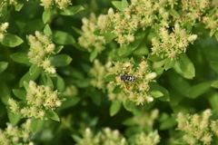 Dianthidium