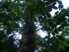 Lagerstroemia speciosa