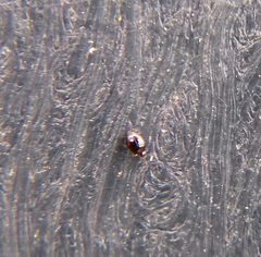 Corylophidae