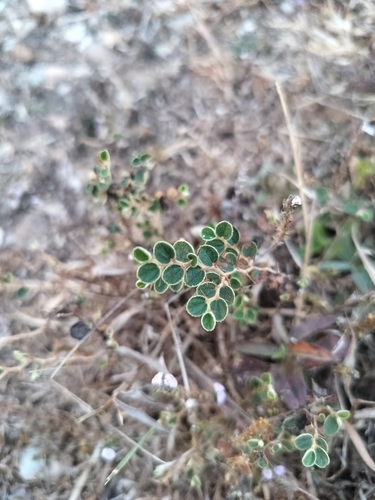Image of Ziziphus nummularia by (c) Jyotsna Nag, some rights reserved (CC BY)