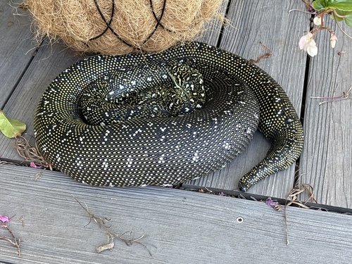 Diamond Python sighting