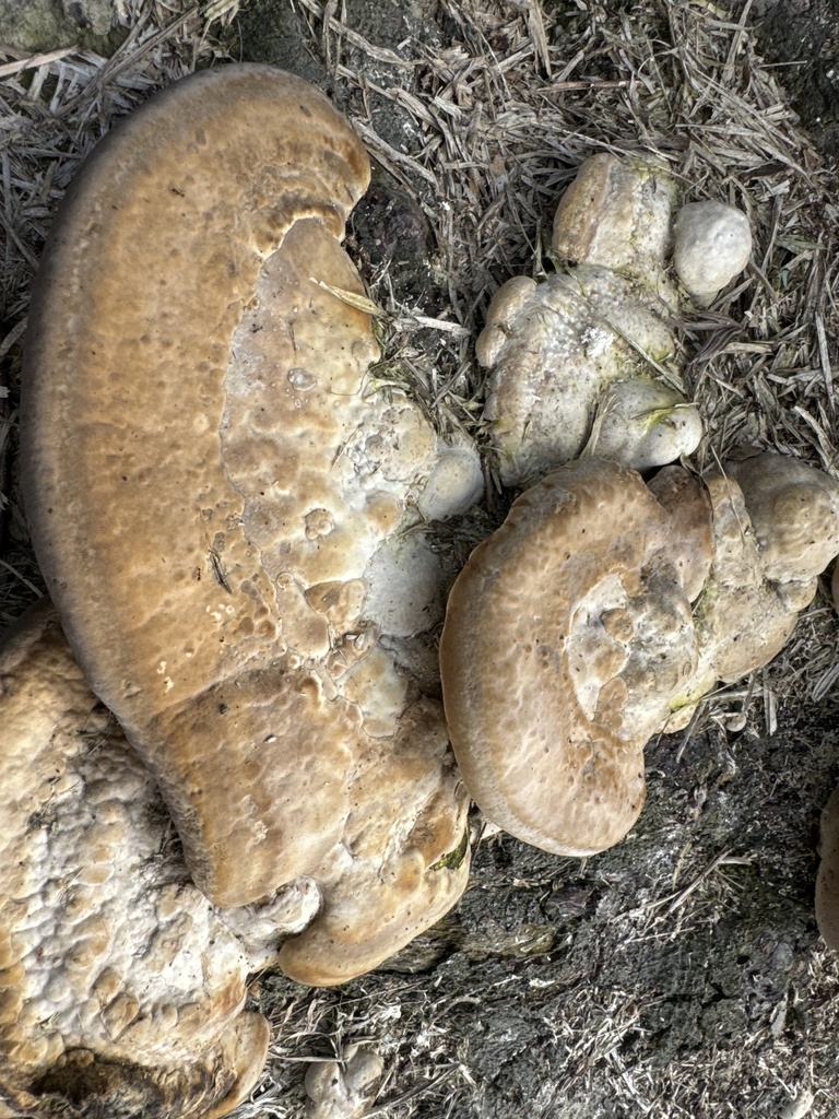 Trametes lactinea · February 2025 · photo: © amandalee543 (iNaturalist, cc0)