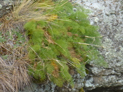 Anisotome cauticola