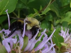 Bombus bimaculatus