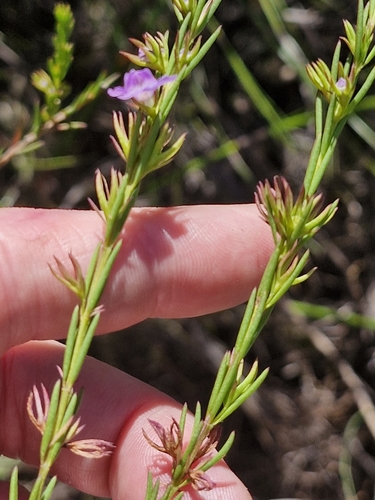 Image of Hemigenia purpurea by (c) ronavery, some rights reserved (CC BY)