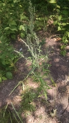 Chenopodium pratericola