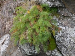 Anisotome cauticola