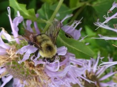 Bombus bimaculatus