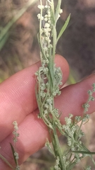 Chenopodium pratericola