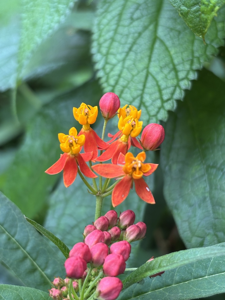 Bloodflower (Asclepias curassavica)
