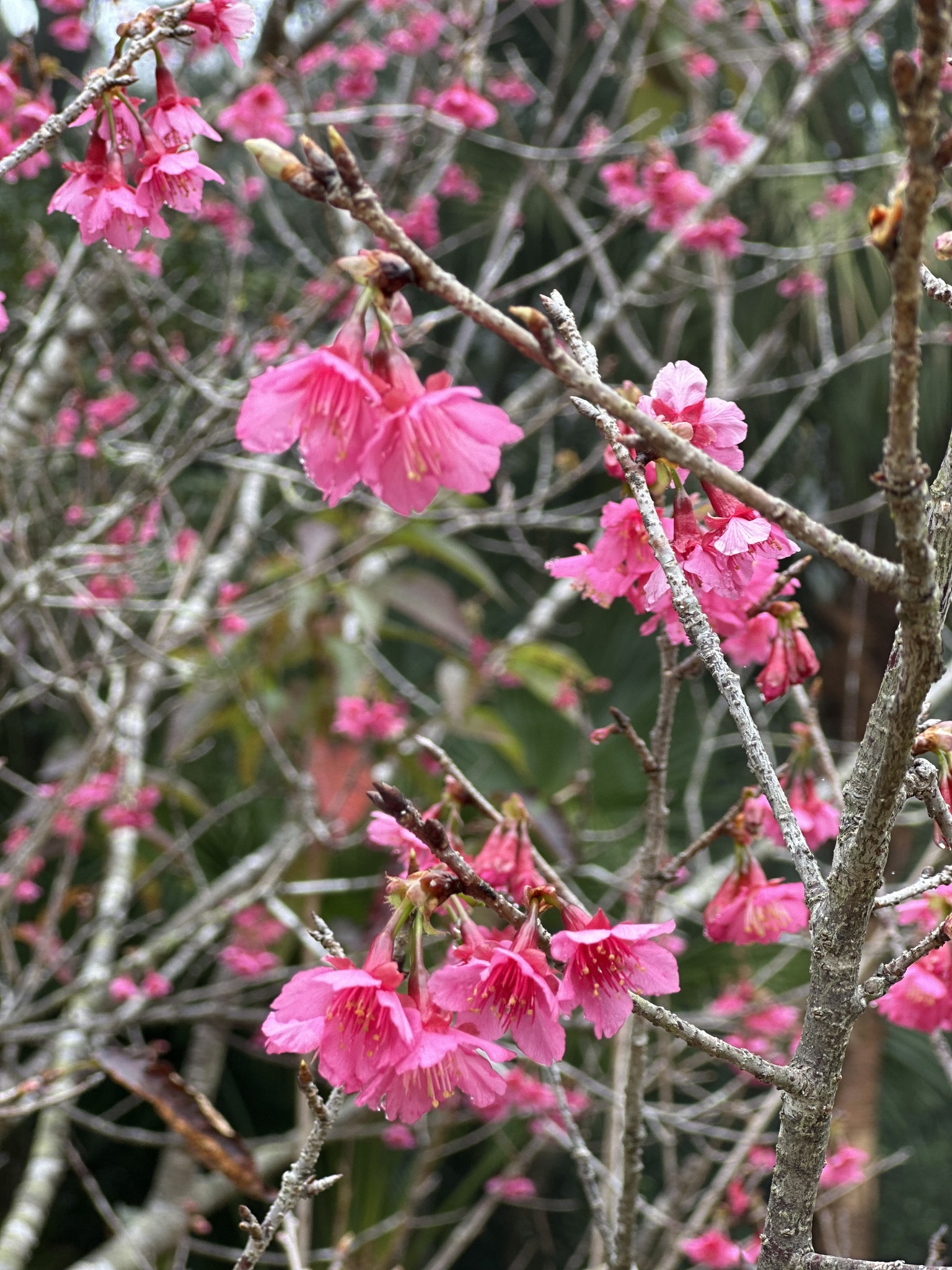 Imagem de Cerejeira-do-japão