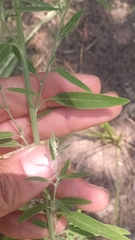Chenopodium pratericola