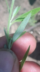 Chenopodium pratericola