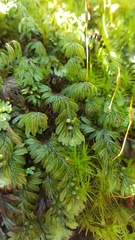Hymenophyllum wilsonii
