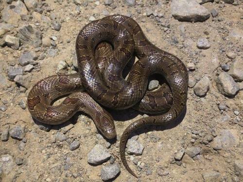 Lampropeltis calligaster