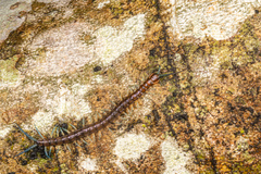 Cormocephalus rubriceps