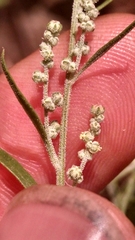 Chenopodium pratericola