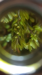 Hymenophyllum wilsonii