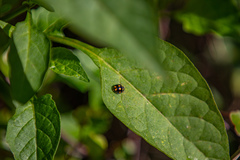 Coccinella leonina
