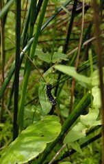 Athalia scutellariae