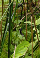 Athalia scutellariae