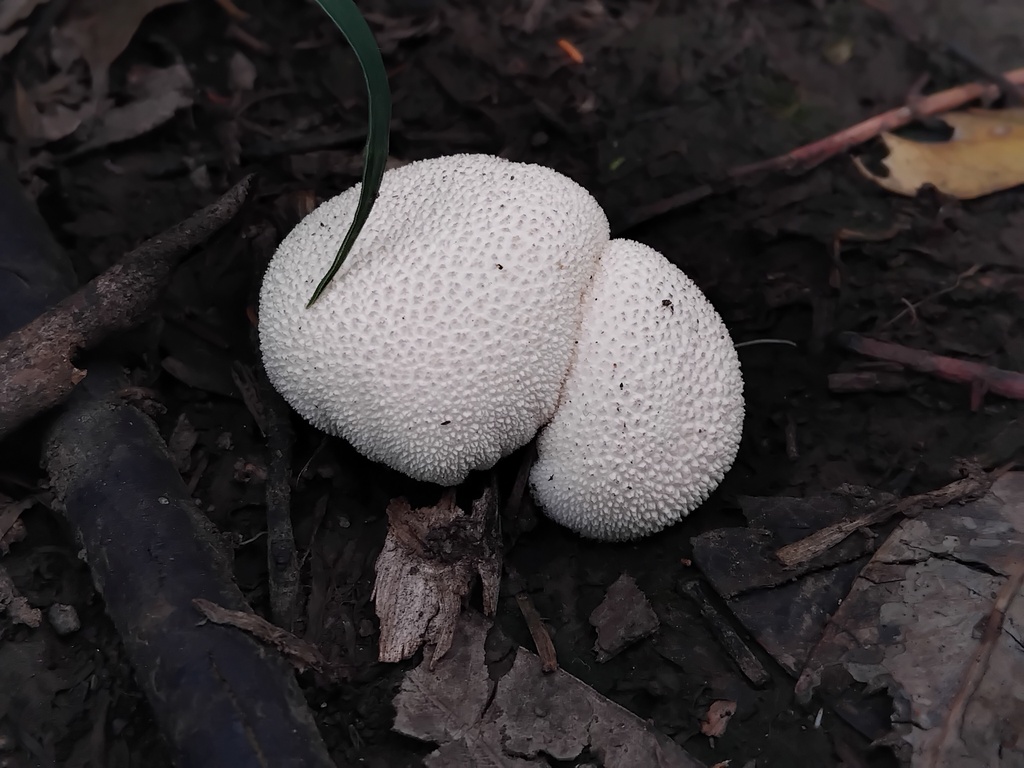 Lycoperdon pratense · January 2025 · photo: © sofiazed1 (iNaturalist, cc-by)