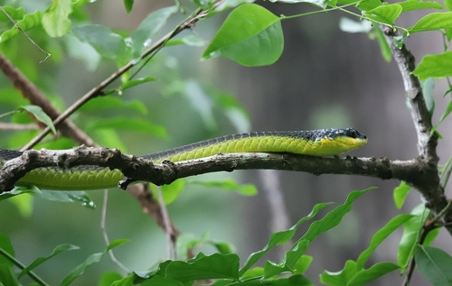 Common Tree Snake sighting