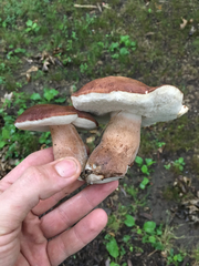 Tylopilus badiceps
