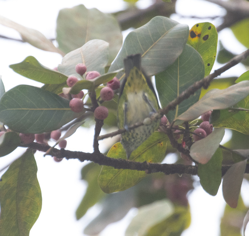 Spotted Tanager (Ixothraupis punctata)