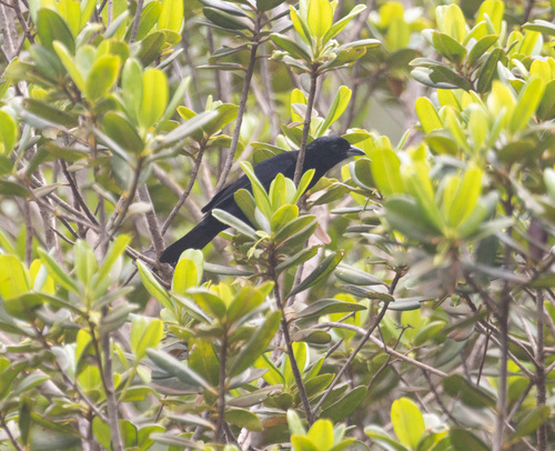 Red-shouldered Tanager (Tachyphonus phoenicius), photo 3