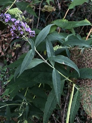 Buddleja