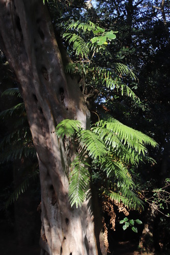 Image of Stenochlaena tenuifolia by (c) Tony Rebelo, some rights reserved (CC BY-SA)