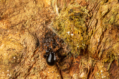 Aenetus virescens