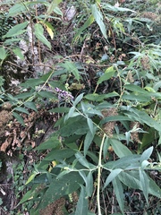 Buddleja