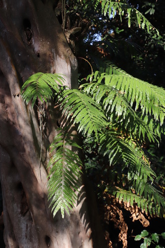 Image of Stenochlaena tenuifolia by (c) Tony Rebelo, some rights reserved (CC BY-SA)