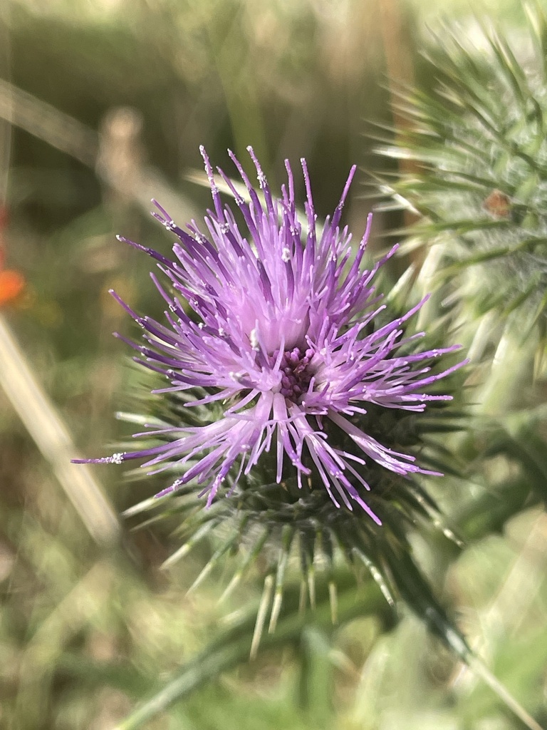 Bull Thistle From Macedon Ranges Bal AU VI AU On February 2 2025 At Large