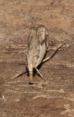 Crambus agitatellus