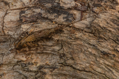 Nesomachilis