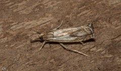 Crambus agitatellus