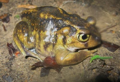 Scaphiopus holbrookii