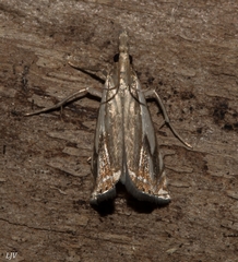 Crambus agitatellus