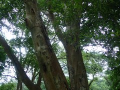 Ficus racemosa